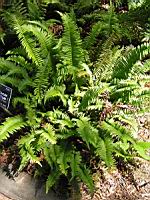 Polystichum Munitum (fam Dryopteridacees) (Ouest de l'Amerique du Nord) (01) (Photo F. Mrugala)